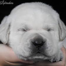 We did not find results for: Heaven Bound Labradors Home Facebook