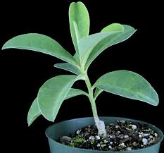 Image result for Euphorbia ramulosa