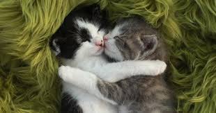 International hug your cat day. June 4 Is National Hug Your Cat Day Cattime
