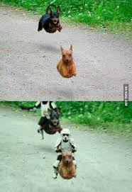 Star Wars The Dogs Wars Funny Pictures Funny Animals Animals