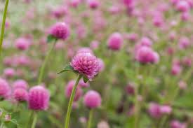 Image result for Gomphrena