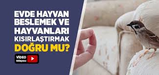 Evde Kopek Beslemek Haram Mi Diyanet Islam Ve Ihsan