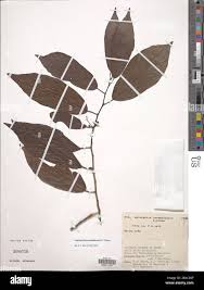 Image result for Leptonychia