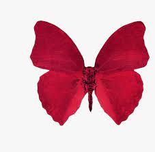 Music aesthetic aesthetic colors aesthetic pictures maroon aesthetic aesthetic dark violet aesthetic red aesthetic grunge aesthetic roses. The Transparent Aesthetic Red Aesthetic Transparent Background Hd Png Download Transparent Png Image Pngitem