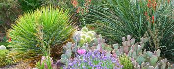 A standard potting soil retains too much moisture, which can cause the. Gardening With Cold Hardy Cacti High Country Gardens