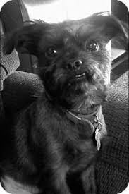 Shih Tzu Chihuahua Mix Black And Brown Louie Youngwood Pa Shih Tzu Chihuahua Mix Meet Louie A Dog For Adoption Http Www Adoptapet Com Pet 11371443 Youngw Shih Tzu Mix Losing A Dog Shih Tzu