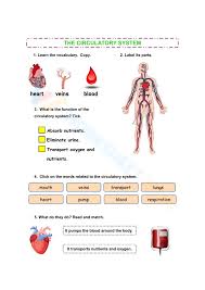 Image result for Cardiovascular Worksheets