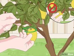 Assuming your plant is healthy and growing in the right conditions, it should take between three to five years before your lemon tree begins to provide fruit. How To Care For A Lemon Tree 15 Steps With Pictures Wikihow