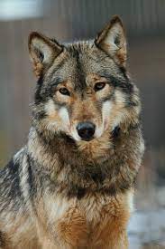 Repin By Pinterest For Ipad Eurasian Wolf Wolf Dog Animals