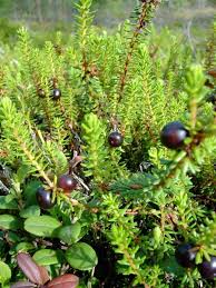 Variksenmarja Empetrum Nigrum Variksenmarjakasvit Vampula Finland Photo Jari Taivainen Rasteniya Yagody