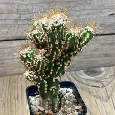 Image result for Cereus jamacaru