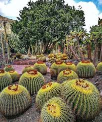 Pin De Eric De Ro En Grand Canaria Jardin De Cactus Plantas De Exterior Y Cactus Planta