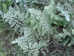 Image result for Pellaea dura