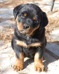 Pin On Rottweiler