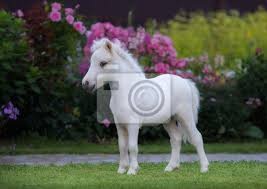 Dies ist eine begriffsklärungsseite zur unterscheidung mehrerer mit demselben wort bezeichneter begriffe. Amerikanisches Miniaturpferd Palomino Fohlen Im Garten Leinwandbilder Bilder Fohlen Palomino Fohlen Myloview De