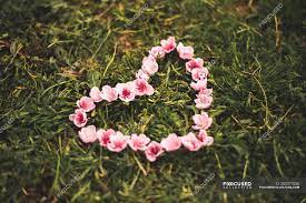 Valentine heart made of corals (dendronephthya hemprichi). Heart Made Of Pink Flowers Growth Botany Stock Photo 203371020