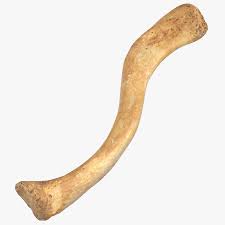 Bones 3d model, formats include fbx, tga, anatomy body bone bones character, ready for 3d animation and other 3d projects. 3d Human Clavicle Bone Collarbone 01