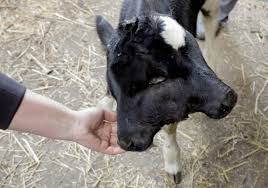 But tonight he is alive and in the north. Extremely Rare Two Headed Calf Born In North Macedonia The Independent