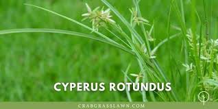 Nut grass is really a sedge, which is not a grass. Best Nutgrass Killer Selective Herbicides How To Control Kill Nutsedge Naturally Cg Lawn