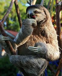 Sloth Hayvanlar Komik