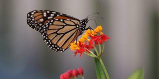 It is one of about 115 species that occur in the americas. Climate Change And Invasive Milkweed Could Make Toxic Cocktail For Monarchs Study Finds Ecowatch