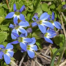Image result for Lobelia chireensis