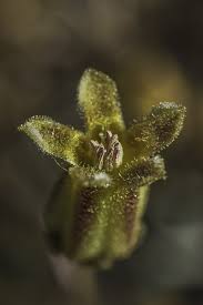 Image result for Hypertelis salsoloides