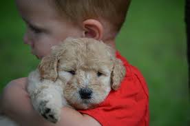 Uptown puppies has the highest quality goldendoodle puppies from the most ethical breeders. Crockett Doodles Family Raised Doodle Puppies For Sale
