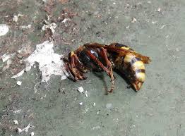 Beim aufräumen der wohnung entdecke ich nochmal 2. Larvenrauswurf