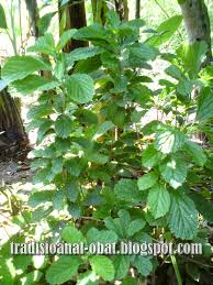 Salah satunya dengan mengonsumsi tanaman herbal. Manfaat Daun Keji Beling Untuk Mengobati Batu Ginjal Obat Alami