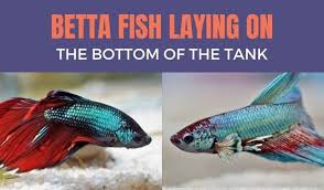 Betta Fish Laying On Bottom Of Tank Is It Normal Not Moving But Not Dead