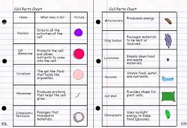 This organelle is like a train station in a city. Cell Organelles Structure And Function Worksheet Worksheet List