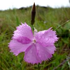 Image result for Monopsis zeyheri