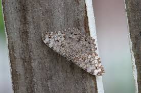 Image result for Crypsis