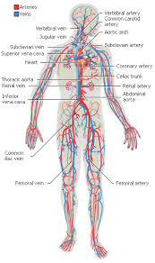 The Circulatory System Is In Charge Of Moving Materials Throughout The Entire Body It Transports Water Nut Circulatory System Human Body Systems Body Systems