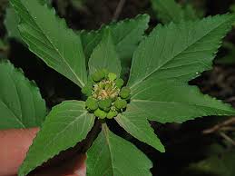 Image result for Euphorbia davyi