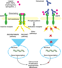 Maybe you would like to learn more about one of these? Individual Xenografts For Personalized Treatment Of Women With Metastatic Triple Negative Breast Cancer