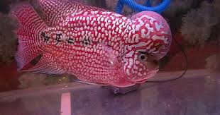 Cium bau ikan bilis sebelum beli. Kenapa Louhan Menjadi Hitam