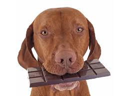 Top 5 Des Aliments Les Plus Dangereux Pour Les Chiens Petty Blog