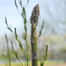 Image result for Asparagus buchananii