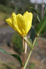 Image result for Oenothera stricta
