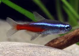 Sto allestendo un acquario e per ora ho inserito solo dei corydoras insomma acqua dura e basica. Acquario Tropicale D Acqua Dolce 9 Pesci Facili Da Allevare