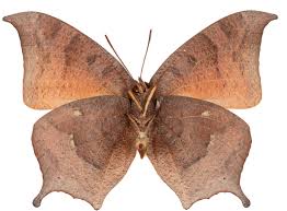 Image result for Nidorella attenuata