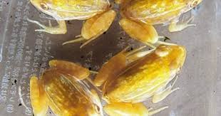 Black And Yellow Spotted Frog Mutant Golden Frogs Black Spotted Pond Frogs Whose Skin Turned Gold Because Of An Albino Mutation Golden Frog Amazing Frog Frog