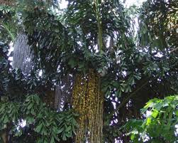 Image result for Caryota urens