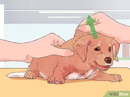 Great idea on vaccinating the puppy yourself; How To Give Puppy Shots With Pictures Wikihow