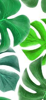 pin by خلفيات on صور خلفيات موبايل ايفون روعه plant leaves plants flowers