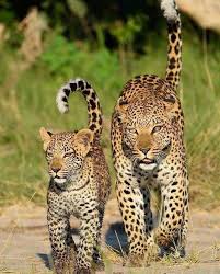 Have You Seen This Wild Before Double Tap For This Beautiful Wild Follow Lifewithwild Follow Life 2020 Goruntuler Ile Vahsi Hayvanlar Buyuk Kediler Cok Sirin Hayvanlar