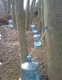 Collecting Maple Tree Sap For Making Maple Syrup Sap Can Only Be Collected In The Early Spring Maple Syrup Evaporator Maple Tree Maple Syrup Taps