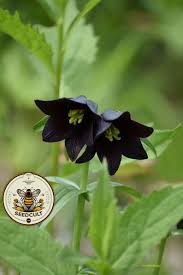 Image result for Clutia sessilifolia